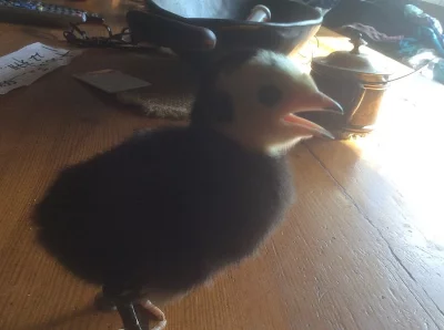 Násadová krůtí vejce